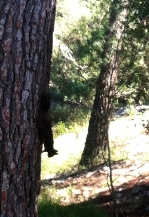 zwei Eichhörnchen spielten Fangen